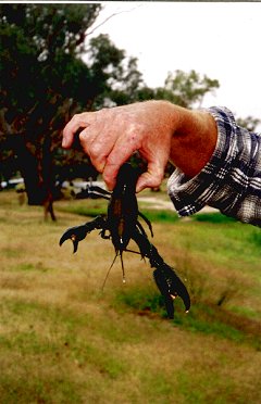 yabbie2.jpg (24657 bytes)